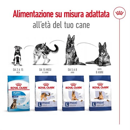 Royal Canin Maxi Adult 5 + Kg 4 Secco Cane in Cani