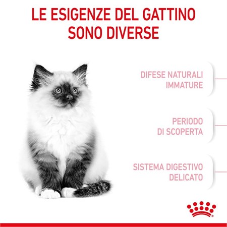 Royal Canin Kitten gatto kg 2 in Gatti