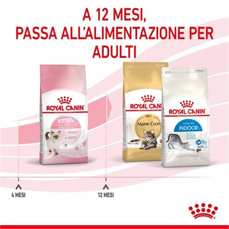 Royal Canin Kitten gatto kg 2 in Gatti