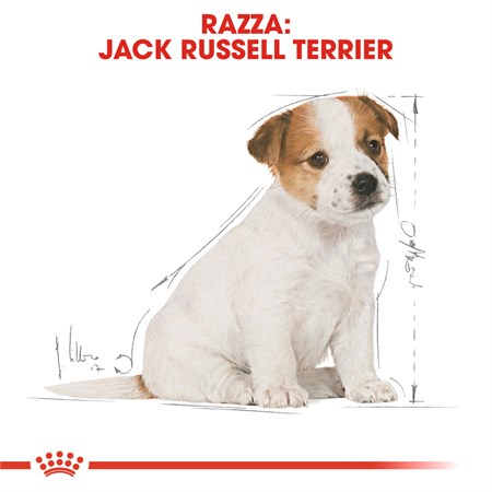 Royal Canin Jack Russel Terrier Puppy 1,5 kg in Cani