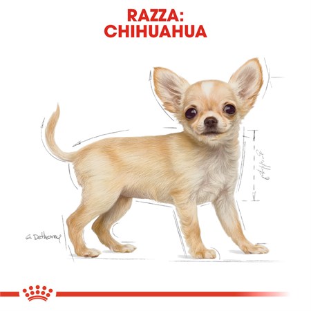 Royal Canin Chihuahua PUPPY 1,5 kg in Cani