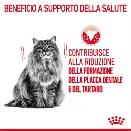 Royal Canin Dental Care 1,5 kg per Gatto in Gatti