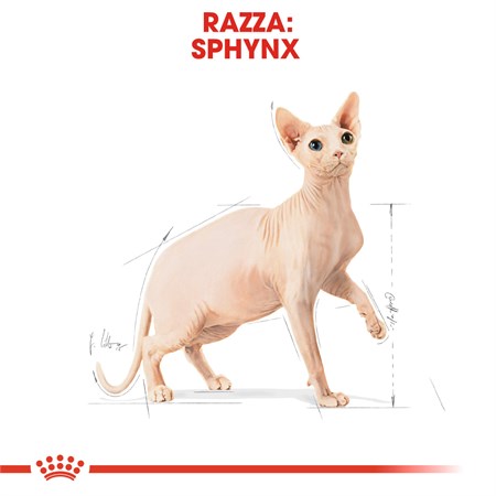 Royal Canin Sphynx 2 kg Per Gatti in Gatti