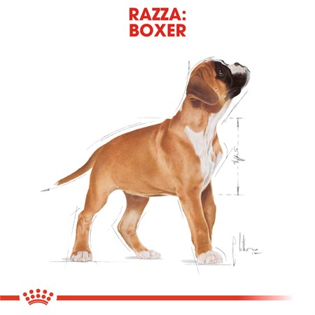 Royal Canin Boxer Puppy 12 kg in Cani