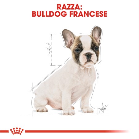 Royal Canin Bulldog Francese Puppy 10 kg in Cani