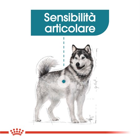 Royal Canin Maxi Joint Care 10 kg Per Cane in Cani