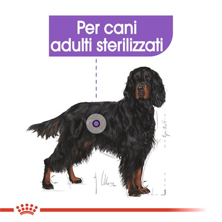 Royal Canin Maxi Sterilised 12 kg Cani in Cani