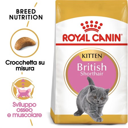 Royal Canin British Shorthair Kitten 2 kg in Gatti