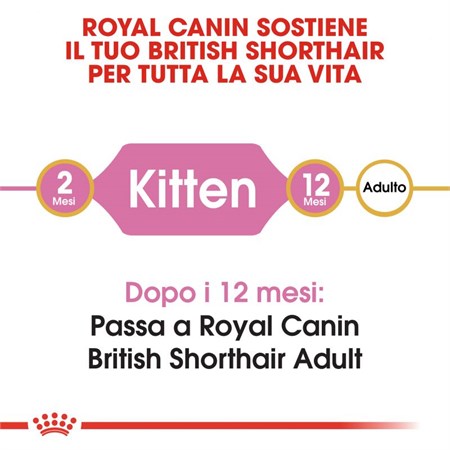 Royal Canin British Shorthair Kitten 2 kg in Gatti