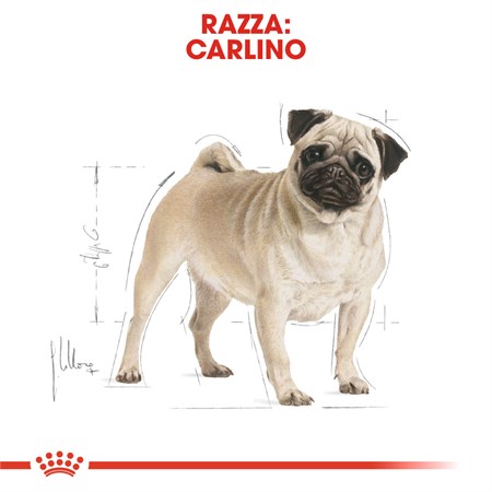 Royal Canin Pug Carlino Adult 7,5 kg per Cani in Cani