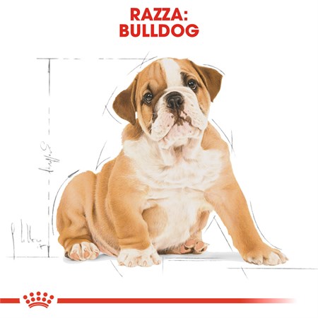 Royal Canin Bulldog Inglese Puppy 12 kg in Cani