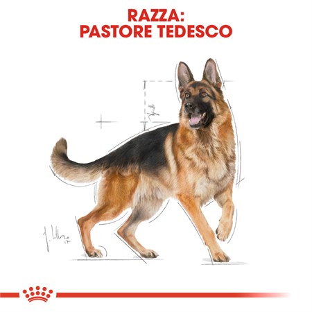 Royal Canin German Shepherd Adult 11 kg in Cani