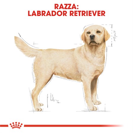 Royal Canin Labrador Retriever Adult 12 kg in Cani