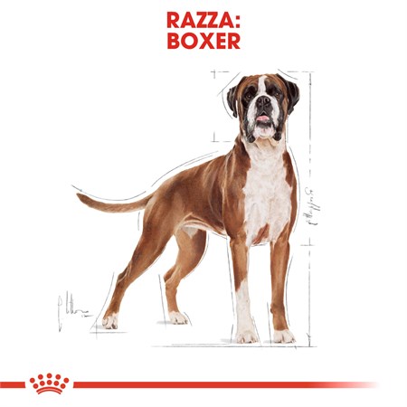 Royal Canin Boxer Adult 12 kg in Cani