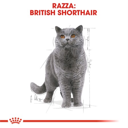 Royal Canin British Shorthair Adult 2 kg in Gatti