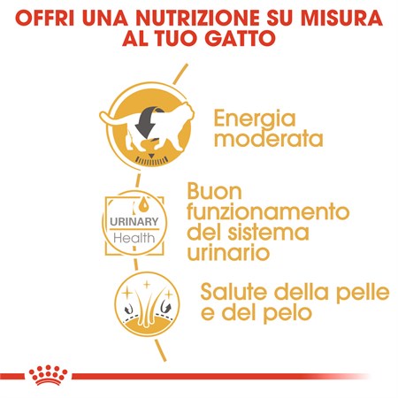 Royal Canin British Shorthair Adult 2 kg in Gatti