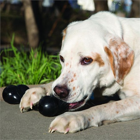 Kong Extreme Goodie Bone Medium Nero Osso Porta Snack Extra Resistente in Cani