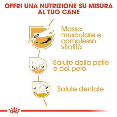 Royal Canin Jack Russell Terrier Adult 1,5 kg Crocchette per cani in Cani