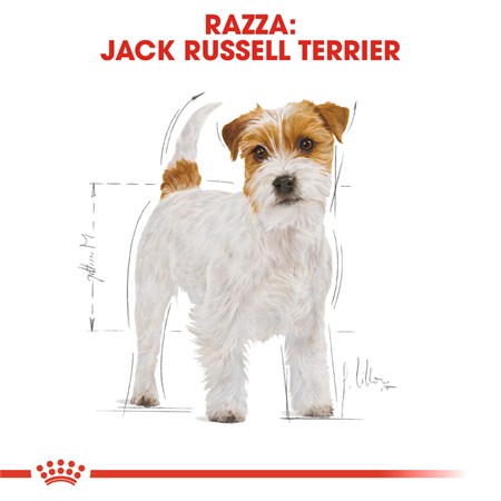 Royal Canin Jack Russell Terrier Adult 1,5 kg Crocchette per cani in Cani