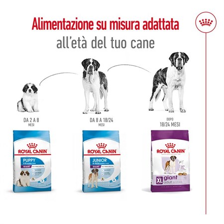 Royal Canin Giant Adult 4 kg Per Cane in Cani