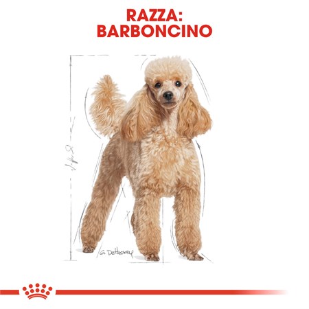 Royal Canin Poodle Adult 500 gr Croccchette Per Barboncino in Cani