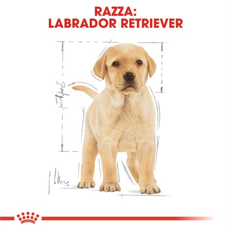 Royal Canin Labrador Retriever Puppy 3 kg in Cani