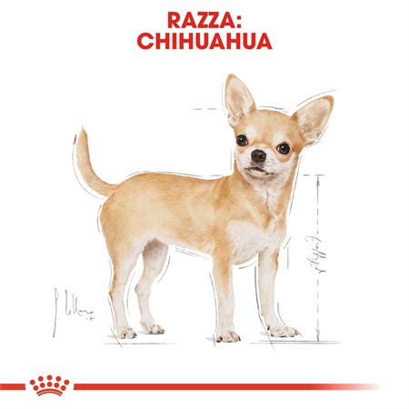 Royal Canin Chihuahua Adult 1,5 kg in Cani