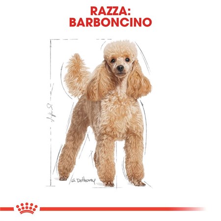 Royal Canin Poodle Mousse 85 Gr Bustina Umido Per Barboncino in Cani