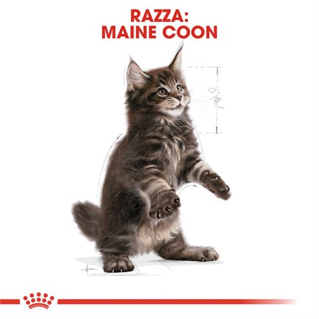 Royal Canin Kitten Maine Coon 10 kg Crocchette Per Gattini in Gatti