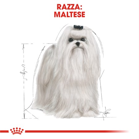 Royal Canin Maltese Adult 1,5 kg in Cani
