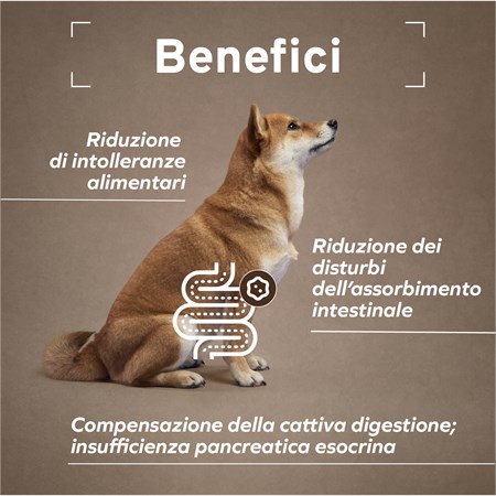 Forza 10 Active Intestinal Colon Agnello 390 Gr Barattolo Umido Per Cani in Cani