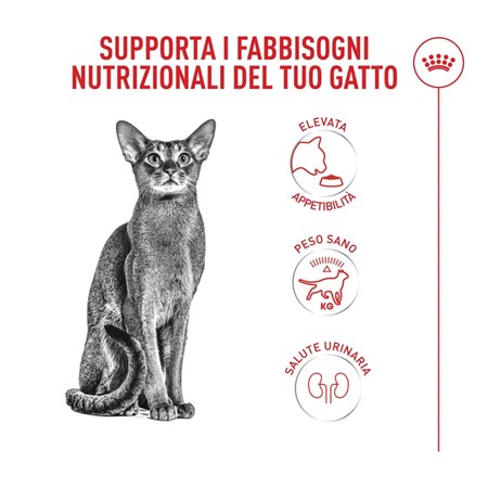 Royal Canin Fussy Exigent 4 Kg Crocchette Per Gatto in Gatti