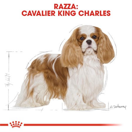 Royal Canin Cavalier King Charles Adult 7,5 kg per Cani DANNEGGIATO in Cani