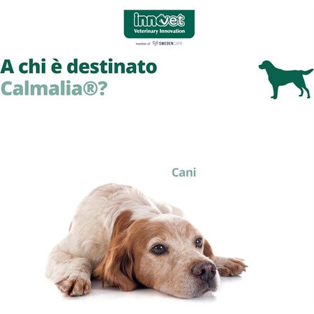 Innovet Calmalia Small 30 Soft Chew Per Cani in Cani