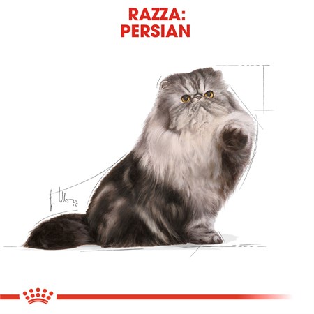 Royal Canin Persian Adult 10 kg Per Gatti in Gatti