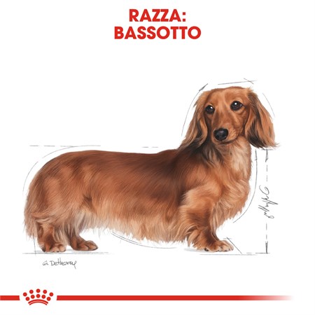 Royal Canin Dachshund Adult 1,5 kg Per Cane Bassotto in Cani
