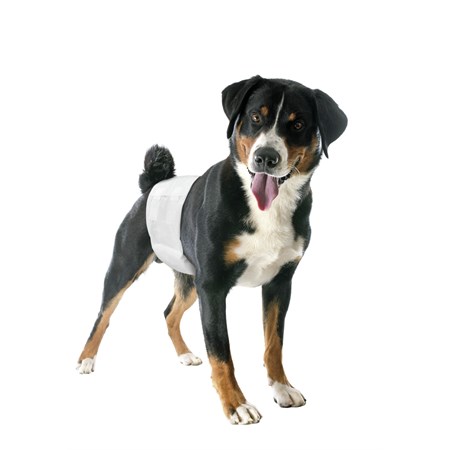 camon 12 pannolini a fascia elastica small mis 1 per cani maschi