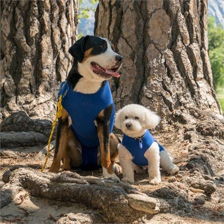 Recova Shirt Maglietta Post-Operatoria Antileccamento in Cani